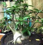 بذر آدنیوم عربیکوم واریته Adenium Arabicum Phet Na Wang PNW