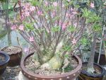 بذر آدنیوم عربیکوم واریته Adenium Arabicum Phet Na Wang PNW