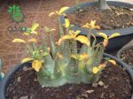 بذر آدنیوم عربیکوم واریته Adenium Arabicum Phet Na Wang PNW