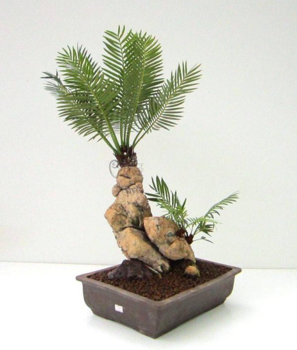 بذر نخل زینتی  سیکاس (cycas)