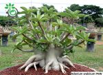 بذر آدنیوم عربیکوم واریته Adenium Arabicum Phet Na Wang PNW