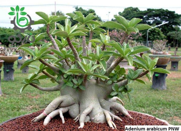 بذر آدنیوم عربیکوم واریته Adenium Arabicum Phet Na Wang PNW