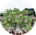 بذر آدنیوم عربیکوم واریته Adenium Arabicum Phet Na Wang PNW