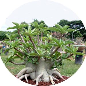 بذر آدنیوم عربیکوم واریته Adenium Arabicum Phet Na Wang PNW