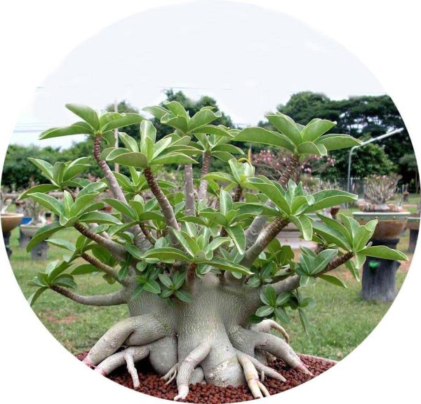 بذر آدنیوم عربیکوم واریته Adenium Arabicum Phet Na Wang PNW
