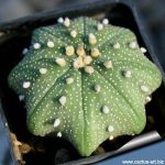بذر آستروفیتوم آستریاس میراکل | astrophytum asterias miracle