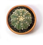 بذر آستروفیتوم آستریاس میراکل | astrophytum asterias miracle