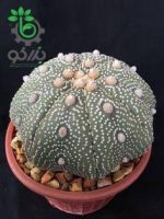 بذر آستروفیتوم آستریاس میراکل | astrophytum asterias miracle