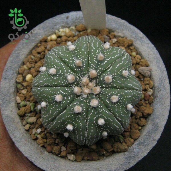 بذر آستروفیتوم آستریاس میراکل | astrophytum asterias miracle