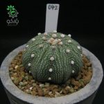بذر آستروفیتوم آستریاس میراکل | astrophytum asterias miracle