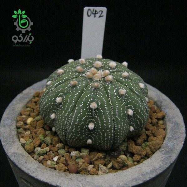 بذر آستروفیتوم آستریاس میراکل | astrophytum asterias miracle