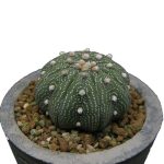 بذر آستروفیتوم آستریاس میراکل | astrophytum asterias miracle