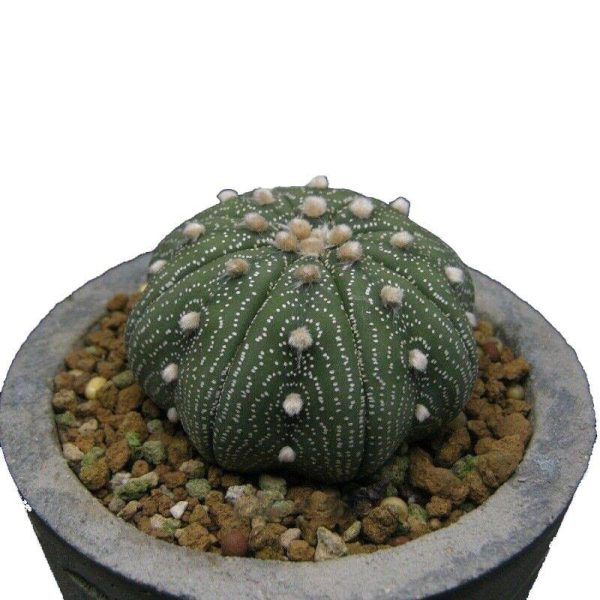 بذر آستروفیتوم آستریاس میراکل | astrophytum asterias miracle