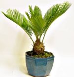 بذر نخل زینتی  سیکاس (cycas)