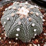 بذر آستروفیتوم آستریاس میراکل | astrophytum asterias miracle