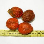 بذر نخل زینتی  سیکاس (cycas)