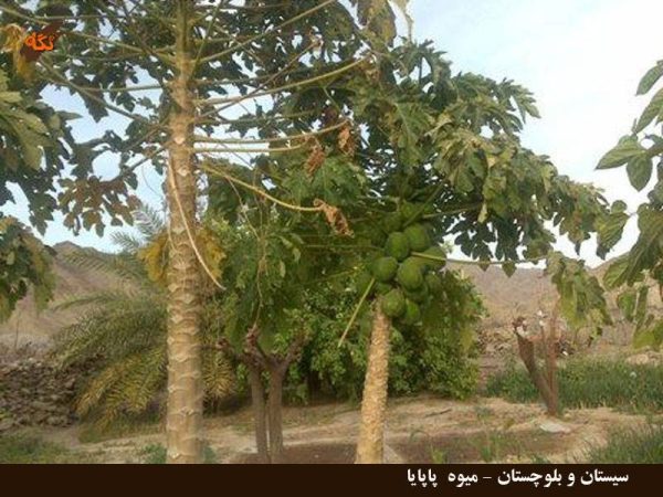 بذر درختچه خربزه درختی پاپایا  (PAPAYA)