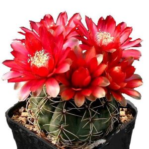 بذر کاکتوس ژمینو گل رنگی | ژمینو کالیسیوم بالدیانوم | Gymnocalycium baldianum