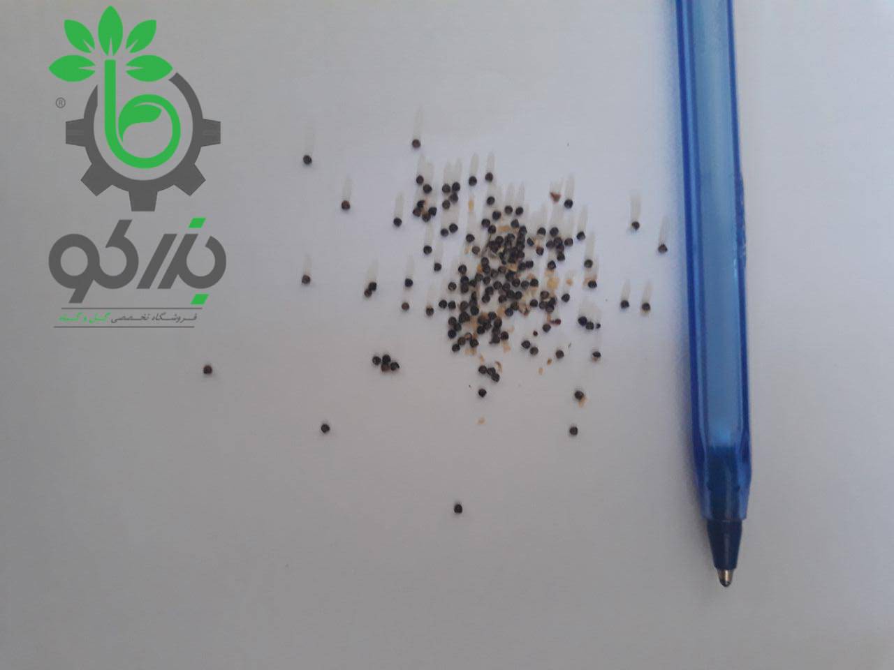 بذر کاکتوس ژمینو گل رنگی | ژمینو کالیسیوم بالدیانوم | Gymnocalycium baldianum