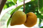 بذر میوه لوکوما | lucuma