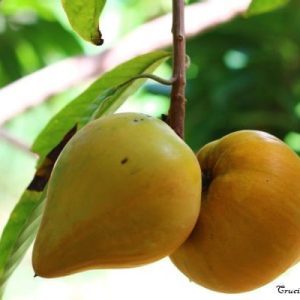 بذر میوه لوکوما | lucuma
