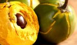 بذر میوه لوکوما | lucuma