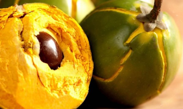 بذر میوه لوکوما | lucuma