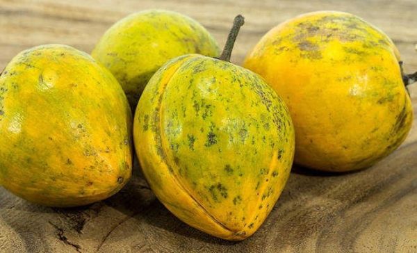 بذر میوه لوکوما | lucuma
