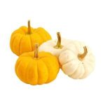 بذر کدو فانتزی تایلندی | fancy pumpkin