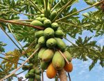 بذر درختچه خربزه درختی پاپایا  (PAPAYA)