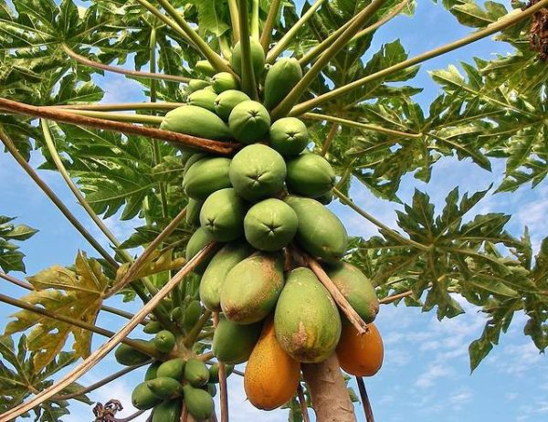 بذر درختچه خربزه درختی پاپایا  (PAPAYA)