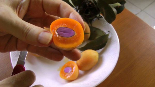 بذر میوه استوایی و کمیاب گاندریا | انبه ماریان | BOUEA GANDARIA