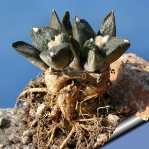 بذر کاکتوس آریوکارپوس فیشوراتوس اینترمدیوس | Ariocarpus fissuratus intermedius