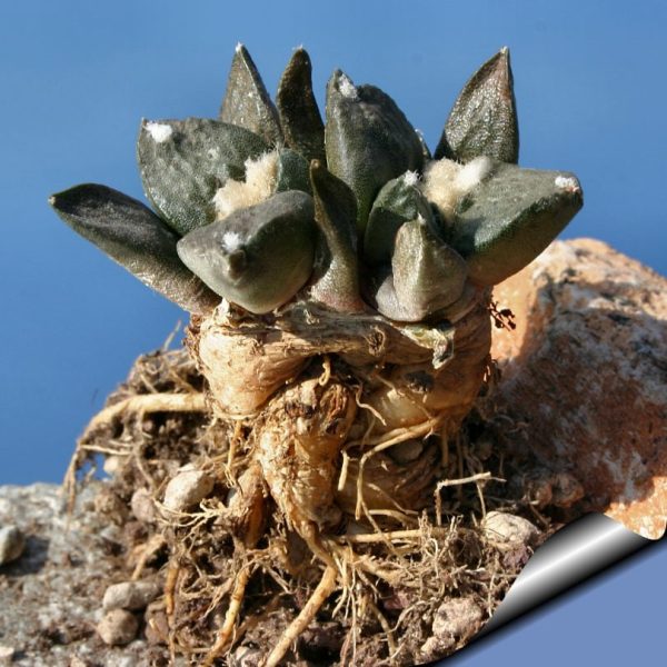 بذر کاکتوس آریوکارپوس فیشوراتوس اینترمدیوس | Ariocarpus fissuratus intermedius