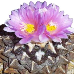 بذر کاکتوس آریوکارپوس فیشوراتوس اینترمدیوس | Ariocarpus fissuratus intermedius