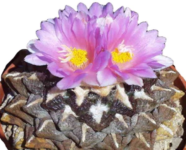 بذر کاکتوس آریوکارپوس فیشوراتوس اینترمدیوس | Ariocarpus fissuratus intermedius