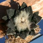 بذر کاکتوس آریوکارپوس فیشوراتوس اینترمدیوس | Ariocarpus fissuratus intermedius