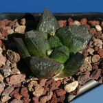 بذر کاکتوس آریوکارپوس فیشوراتوس اینترمدیوس | Ariocarpus fissuratus intermedius