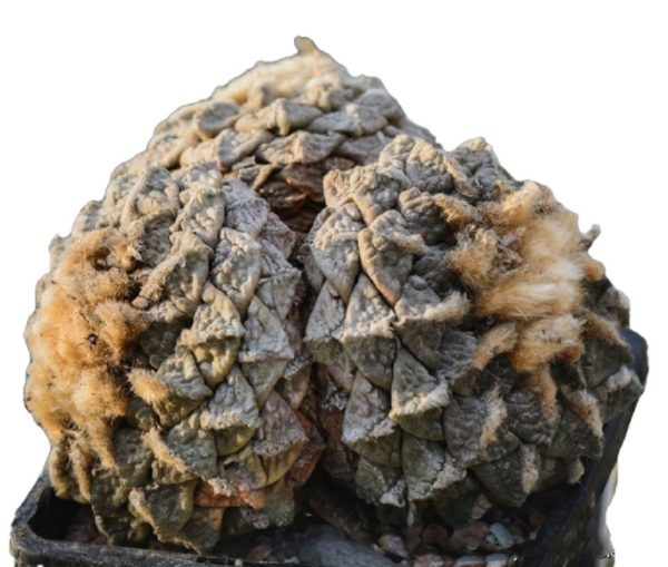 بذر کاکتوس آریوکارپوس فیشوراتوس اینترمدیوس | Ariocarpus fissuratus intermedius