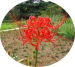 پیاز گل کمیاب لیلی عنکبوتی (spider lily)