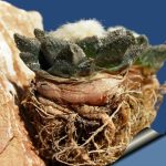 بذر کاکتوس آریوکارپوس فیشوراتوس اینترمدیوس | Ariocarpus fissuratus intermedius