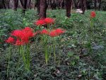 پیاز گل کمیاب لیلی عنکبوتی (spider lily)