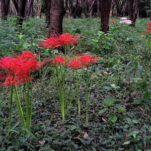 پیاز گل کمیاب لیلی عنکبوتی (spider lily)