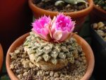 بذر آریوکارپوس کاتچوبیانوس | Ariocarpus  kotschoubeyanus