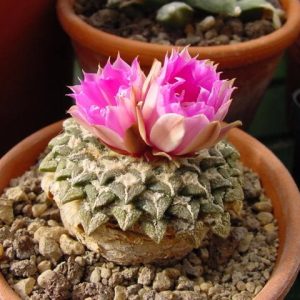 بذر آریوکارپوس کاتچوبیانوس | Ariocarpus  kotschoubeyanus