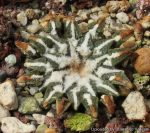 بذر آریوکارپوس کاتچوبیانوس | Ariocarpus  kotschoubeyanus