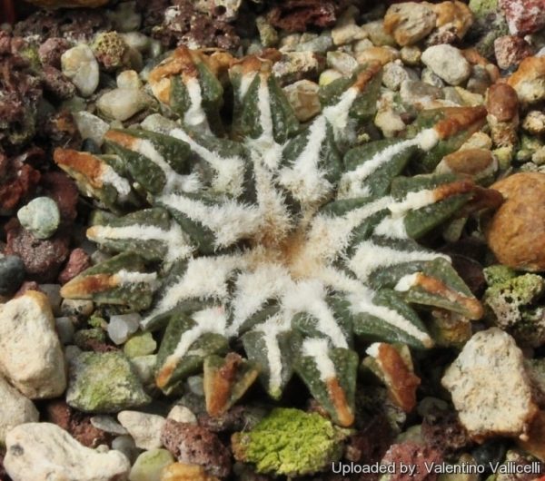 بذر آریوکارپوس کاتچوبیانوس | Ariocarpus  kotschoubeyanus