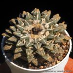 بذر آریوکارپوس کاتچوبیانوس | Ariocarpus  kotschoubeyanus