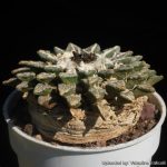بذر آریوکارپوس کاتچوبیانوس | Ariocarpus  kotschoubeyanus