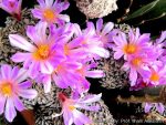 بذر آریوکارپوس کاتچوبیانوس | Ariocarpus  kotschoubeyanus